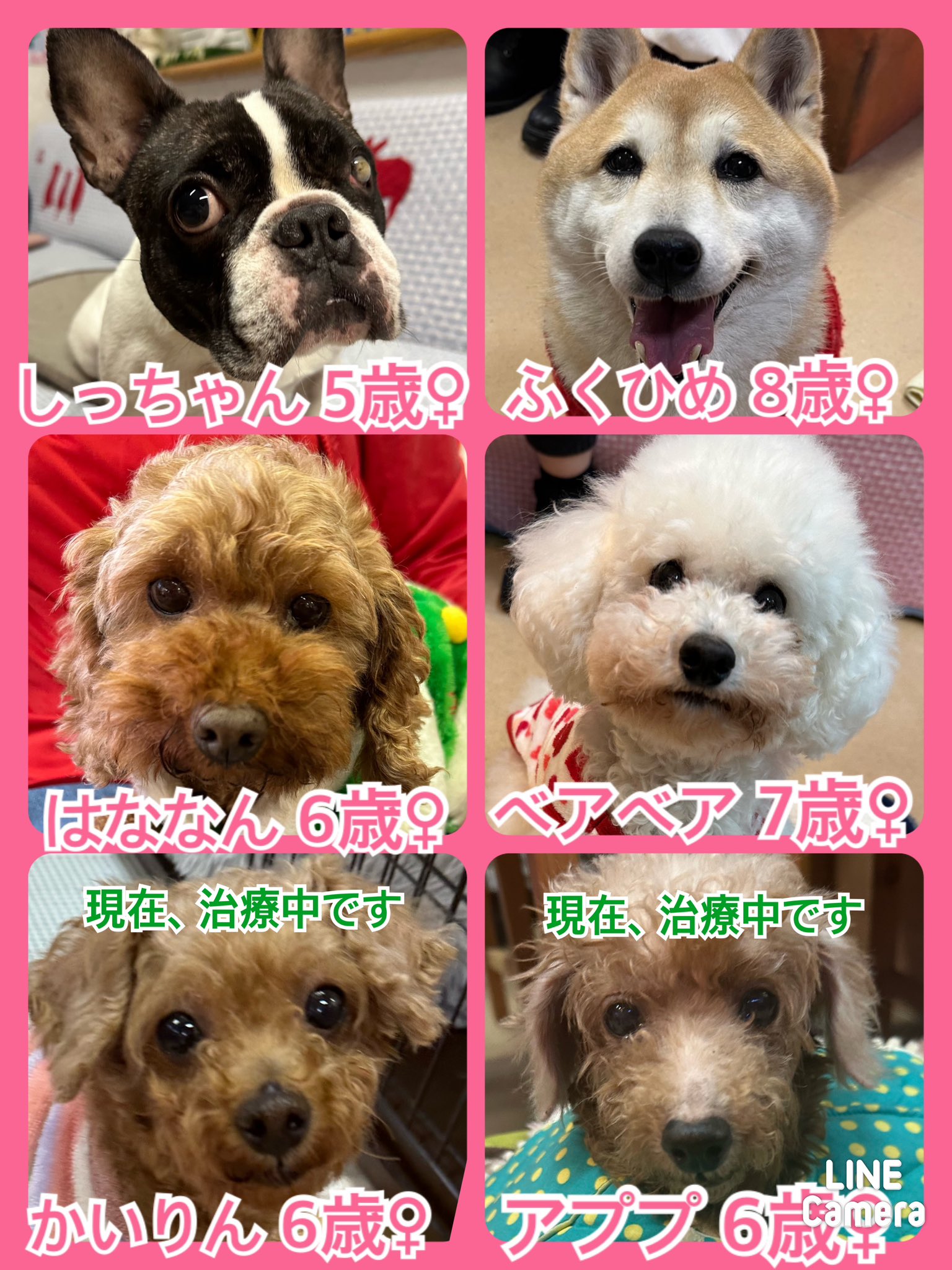 🐾今日の里親様募集中ワンコ🐶メンバーです🐾2024,1,22【保護犬カフェ天神橋店】